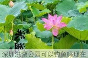 深圳洪湖公园可以钓鱼吗现在,深圳洪湖公园可以钓鱼吗现在开放吗