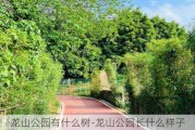 龙山公园有什么树-龙山公园长什么样子