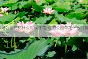 洪湖公园荷花什么时候开花-洪湖公园荷花什么时候开花的