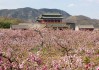 山西杏花村旅游攻略-山西旅游景点杏花村