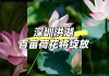 深圳洪湖公园荷花什么时候开放呀,深圳洪湖公园荷花什么时候开放