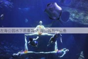 左海公园水下芭蕾舞-左海公园有什么鱼