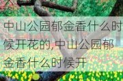 中山公园郁金香什么时候开花的,中山公园郁金香什么时候开