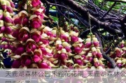 天鹿湖森林公园禾雀花花期_天鹿湖森林公园禾雀花