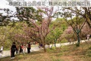 株洲石峰公园樱花_株洲石峰公园樱花开了吗