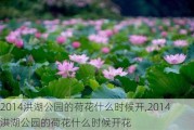 2014洪湖公园的荷花什么时候开,2014洪湖公园的荷花什么时候开花