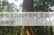 柳杉王公园千年树_宜昌余海波