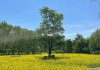 郊野公园油菜花田介绍-郊野公园油菜花田