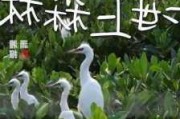 大亚湾红树林公园门票多少钱,大亚湾红树林公园白鹭