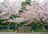 青岛中山公园樱花大道,青岛中山公园樱花