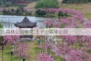 王子山森林公园樱花,王子山森林公园