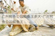 广州鳄鱼公园鳄鱼王多大-广州鳄鱼公园鳄鱼王