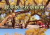 胡杨林旅游攻略大概多少钱,胡杨林旅游价格是多少