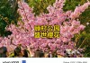 顾村公园樱花节2024年开园吗-顾村公园樱花节2013