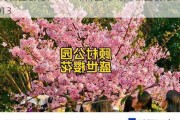 顾村公园樱花节2024年开园吗-顾村公园樱花节2013