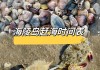 阳江海陵岛旅游攻略赶海时间最新_阳江海陵岛旅游攻略赶海时间