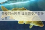 晋安河公园鱼,福州晋安河有什么鱼