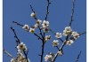 广州罗岗香雪梅花开了吗-广州萝岗香雪公园梅花什么时候开