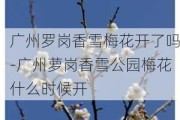 广州罗岗香雪梅花开了吗-广州萝岗香雪公园梅花什么时候开