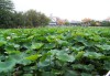 洪湖公园荷花最佳观赏时间表_洪湖公园荷花最佳观赏时间