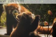 厦门中山公园动物园小熊猫-厦门市中山公园动物园门票价格