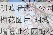 明城墙遗址公园梅花图片-明城墙遗址公园梅花