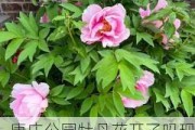 康庄公园牡丹花开了吗现在_康庄公园牡丹花开了吗