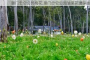 厦门忠仑公园梅花,厦门忠仑公园油菜花遭踩踏