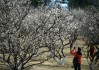 萝岗香雪公园桃花-萝岗香雪公园附近景点