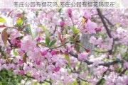 莘庄公园有樱花吗,莘庄公园有樱花吗现在