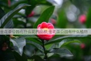 金花茶公园有什么花的品种,金花茶公园有什么植物