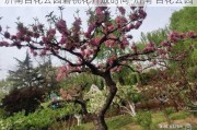 济南百花公园碧桃花开放时间-济南 百花公园