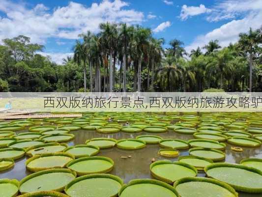 西双版纳旅行景点,西双版纳旅游攻略驴