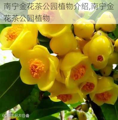 南宁金花茶公园植物介绍,南宁金花茶公园植物