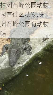 株洲石峰公园动物园有什么动物,株洲石峰公园有动物吗