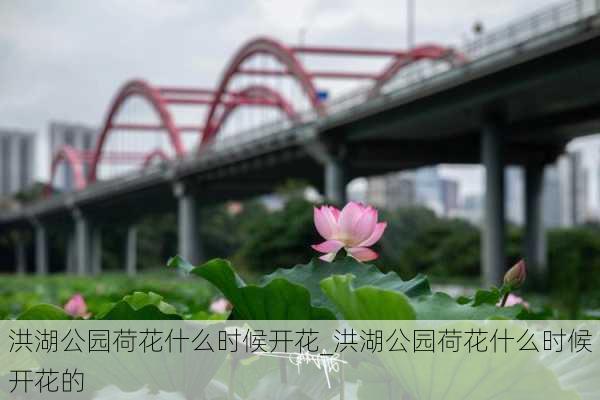 洪湖公园荷花什么时候开花_洪湖公园荷花什么时候开花的