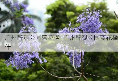 广州醉观公园蓝花楹_广州醉观公园蓝花楹什