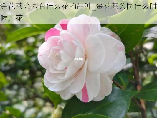 金花茶公园有什么花的品种_金花茶公园什么时候开花