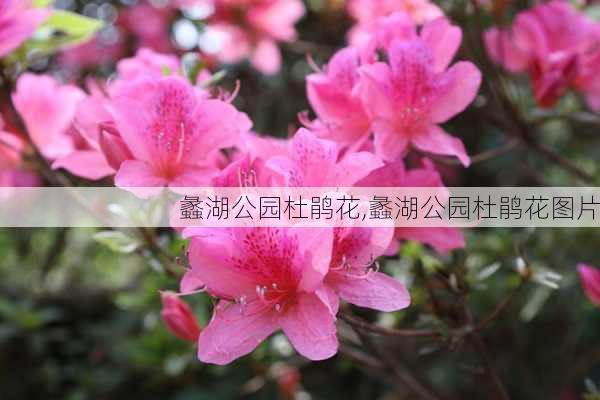 蠡湖公园杜鹃花,蠡湖公园杜鹃花图片