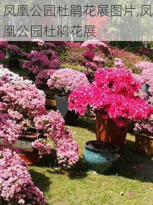 凤凰公园杜鹃花展图片,凤凰公园杜鹃花展