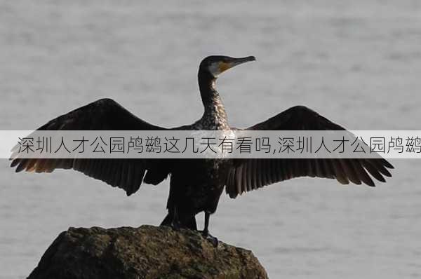 深圳人才公园鸬鹚这几天有看吗,深圳人才公园鸬鹚