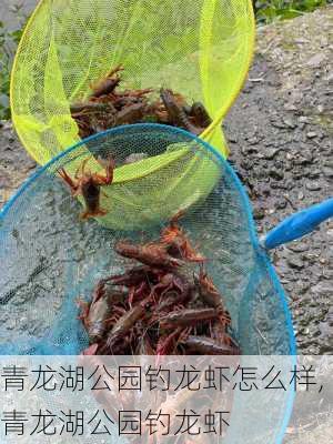 青龙湖公园钓龙虾怎么样,青龙湖公园钓龙虾