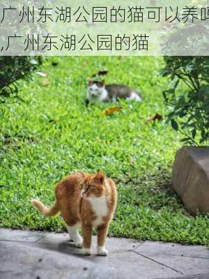 广州东湖公园的猫可以养吗,广州东湖公园的猫