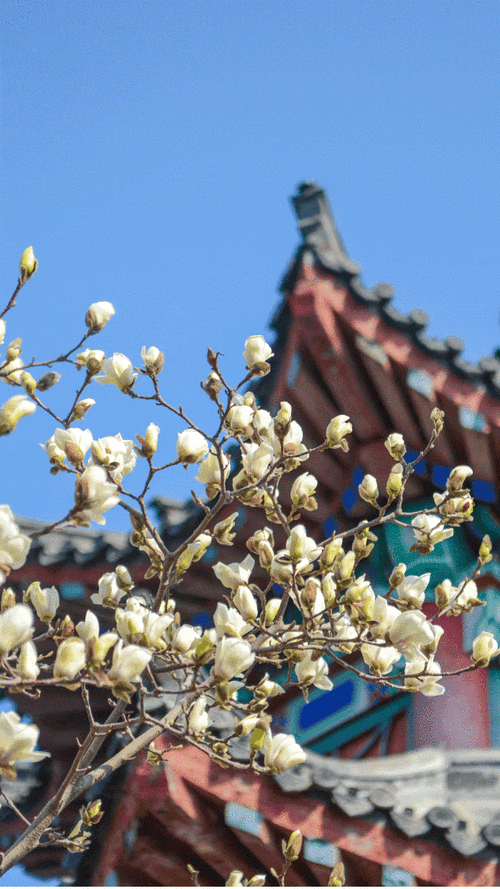 济南百花公园健身舞蹈团队,济南百花公园健身舞蹈团队招聘