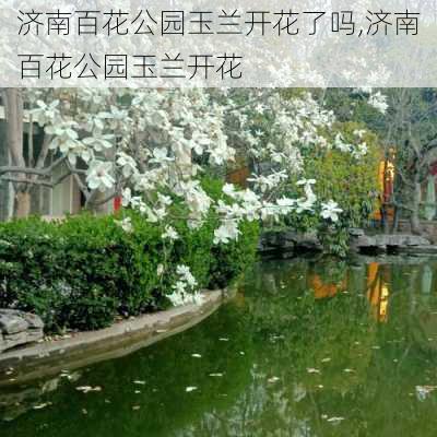 济南百花公园玉兰开花了吗,济南百花公园玉兰开花