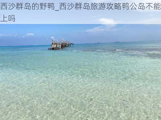 西沙群岛的野鸭_西沙群岛旅游攻略鸭公岛不能上吗