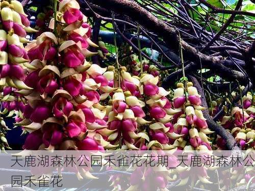 天鹿湖森林公园禾雀花花期_天鹿湖森林公园禾雀花