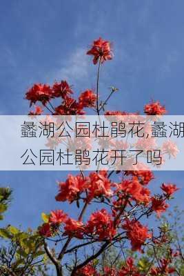 蠡湖公园杜鹃花,蠡湖公园杜鹃花开了吗