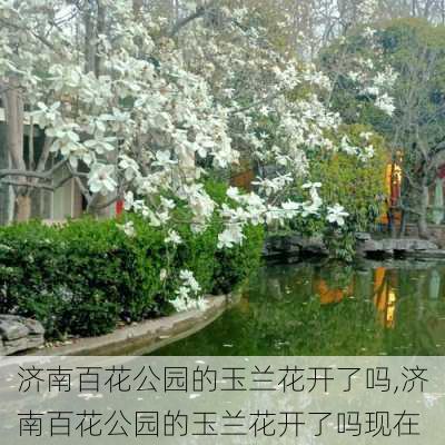 济南百花公园的玉兰花开了吗,济南百花公园的玉兰花开了吗现在