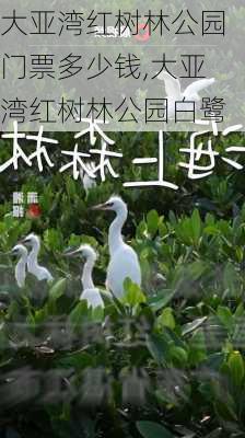 大亚湾红树林公园门票多少钱,大亚湾红树林公园白鹭